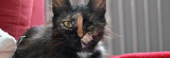Ankunft: Lina, Lola, Leko und Lea