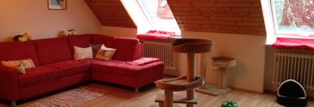 Der Katzen-Tempel ist eröffnet