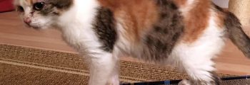 Ankunft: Elsa, Gordi, Maza und Kety