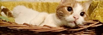 Ankunft: Din, Rella, Lina, Whitey, Roha, Shadow und Whisky