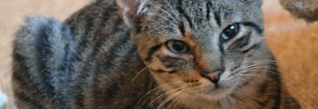 Ankunft: Frodo, Fredi, Frenkie, Franka, Fridolin und Morris