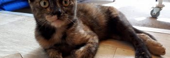 Ankunft: Toby, Maki, Fiona, Boyd, Floyd, Flynn und Muriel