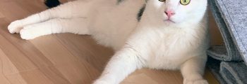Ankunft: Hatchiko, Torey, Leroy und Billi-Willi