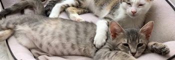 Ankunft: Alida, Alita, Mani, Xena, Kaja und Sunny